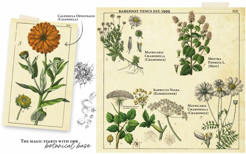 Calendula Officinalis (Calendula), Matricaria Chamomilla (Chamomile), Mentha Piperita I. (Mint), Sambucus Nigra (Elderflower) flowers with text that reads 'The magic starts with out botanical base'.