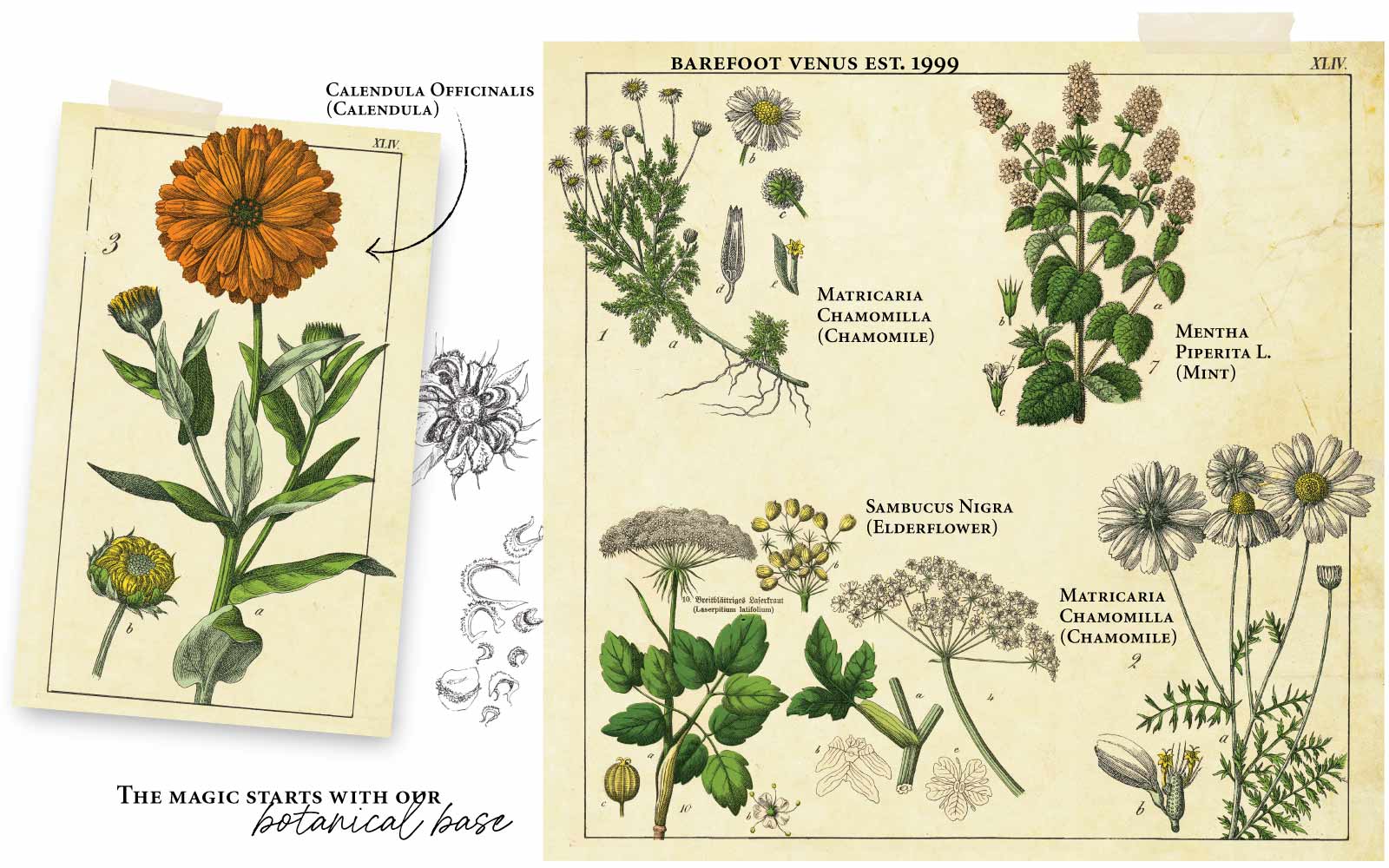 Calendula Officinalis (Calendula), Matricaria Chamomilla (Chamomile), Mentha Piperita I. (Mint), Sambucus Nigra (Elderflower) flowers with text that reads 'The magic starts with out botanical base'.
