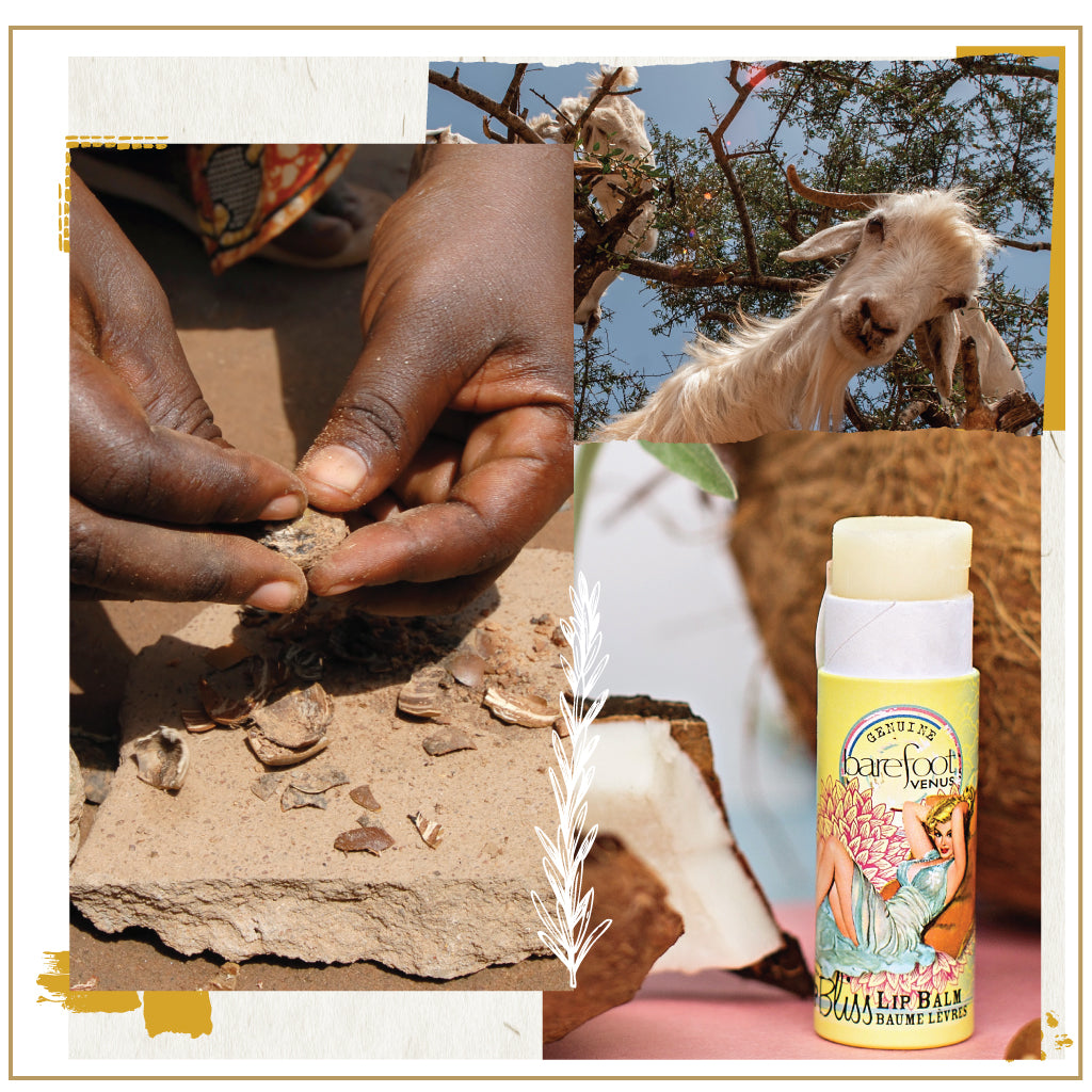Collage of images of woman holding seed/nut, goat with tree in background and Barefoot Venus Coconut Kiss lip balm product with pin up girl in blue dress with no lid and coconut in the background. Collage has decorative frame.