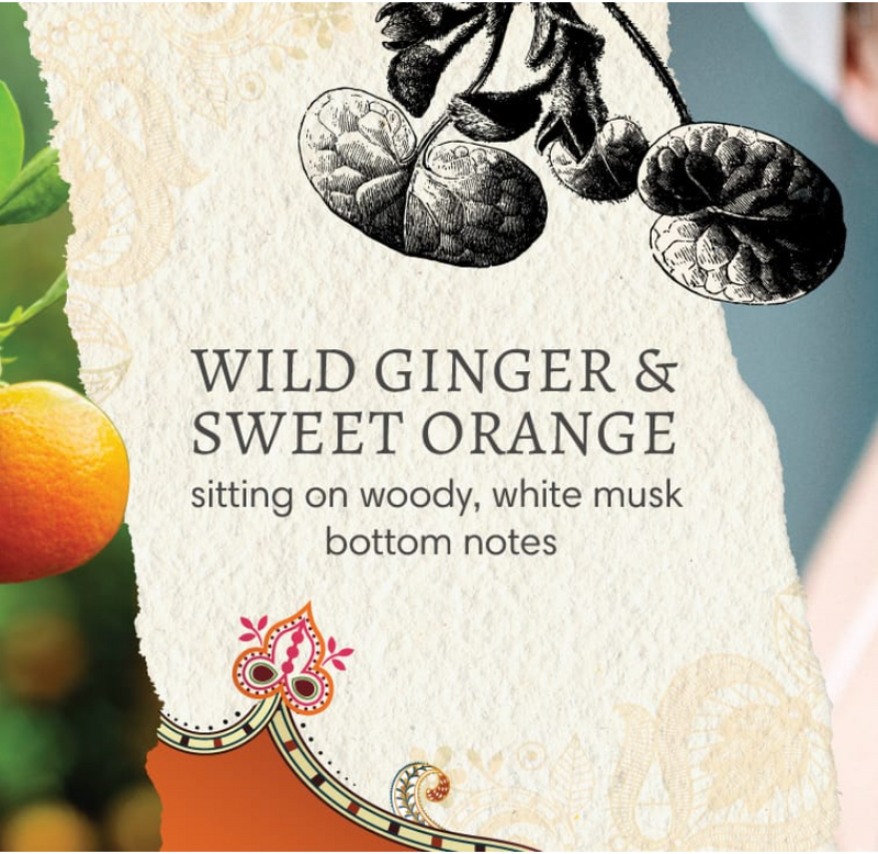 Orange tree with fruit hanging, pencil drawn ginger plant and text that reads "Wild Ginger & Sweet Orange - sitting on woody, white musk bottom notes".