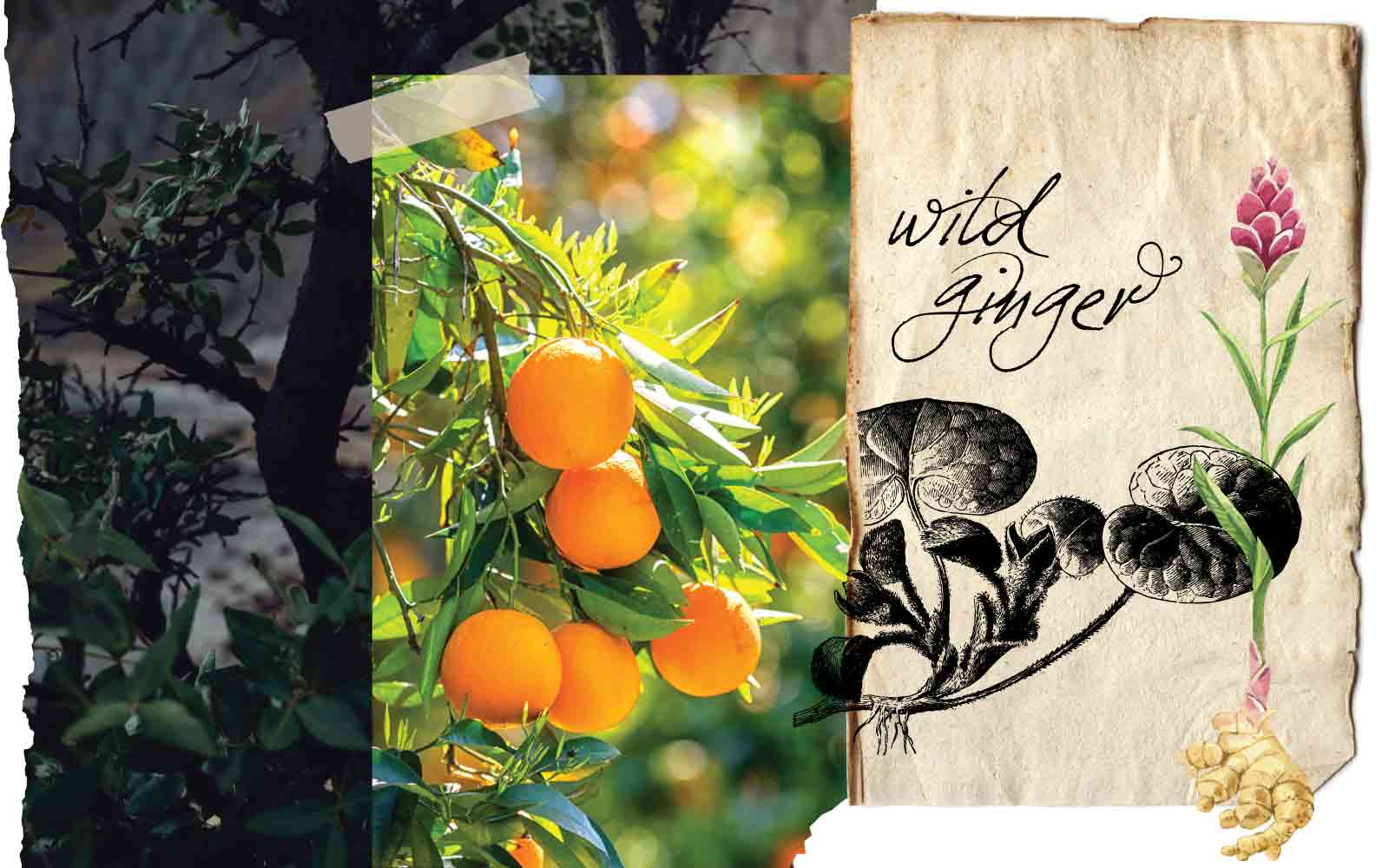 Dark tree with orange tree branch image on top and a ginger plant image beside. Text reads "Wild Ginger".